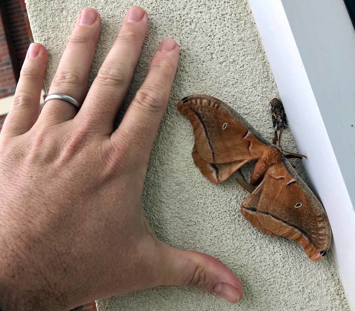 troy-moth.jpg